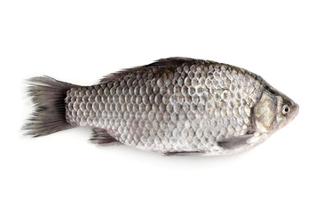 Raw fish