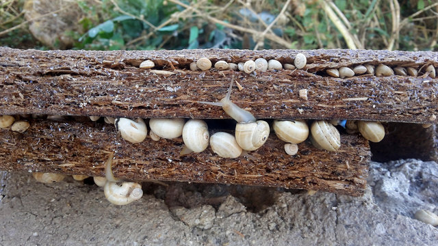 gruppo di lumache che si riparano in un tronco di legno