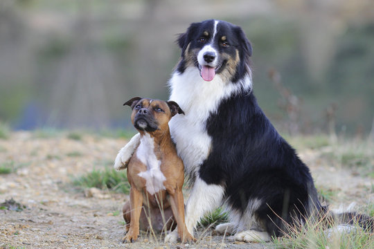 australian shepherd hug