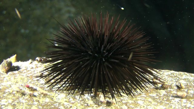  Black Sea Urchin (Arbacia lixula) on a rock, medium shot.
