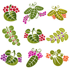 Set of vector green spring leaves with tendrils and berries