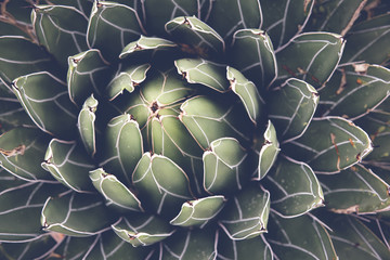 Close up of agave succulent plant, selective focus, toning - Powered by Adobe