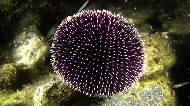 Purple sea urchin (Sphaerechinus granularis) on a rock, medium shot.
