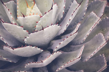 Close up of agave succulent plant, selective focus, toning