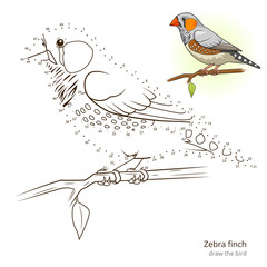 Zebra finch bird learn to draw vector