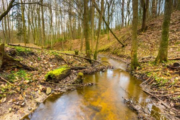 Early spring forest with small stream landscape