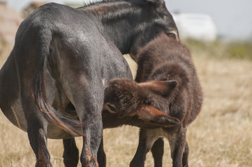 Fototapeta premium Donkey