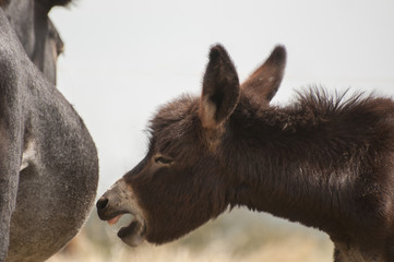 Fototapeta premium Donkey