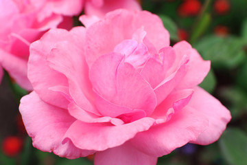 Beautiful pink roses in garden, close up