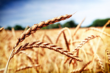 Golden wheat field (spelt wheat) at summer day - 99879213