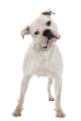 adult american bulldog