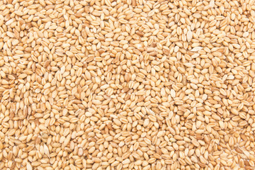 Grains of ripe wheat as background