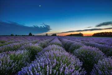 Beautiful landscape of lavender fields at sunset with dramatic s