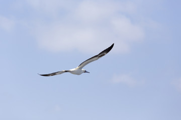 Seagull flying high up in the sky