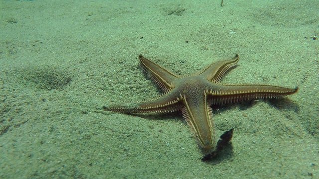 Slender sea star (Astropecten spinulosus) crawling along the bottom, medium shot.
