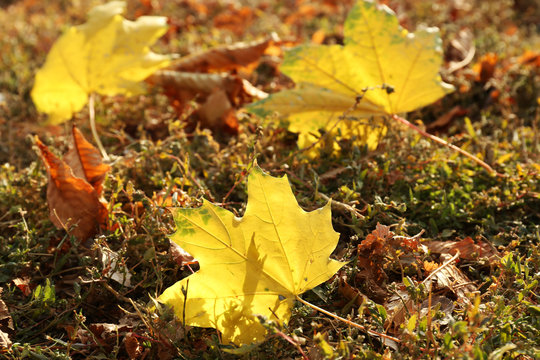 Yellow leaf on autumn grass background