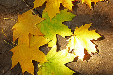 Autumn leaves on the wooden background