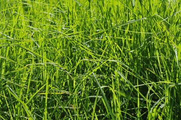 Horizontal lines in grass created by wind