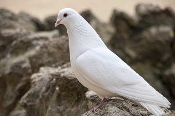 paloma de color blanco