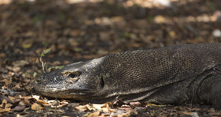 Komodo Dragon, the largest lizard in the world