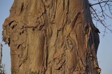 Baobab gros plan, rides, plis sur l'écorce Zambie, Afrique