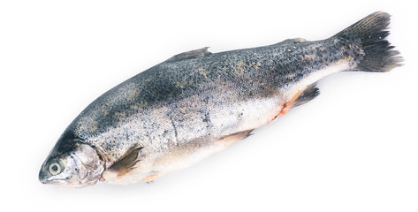 Fresh sea bass fish isolated on white background