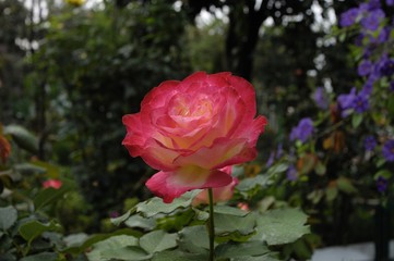 Rosa
