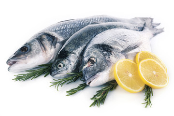 Fresh fish in a row with lemon and rosemary isolated on white background