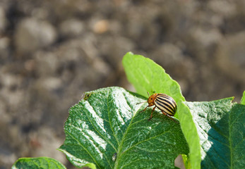 Colorado bug on potato leaf