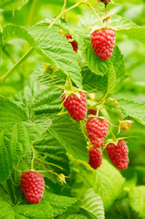 Several ripe red  raspberries growing