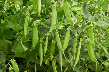 pea pods create natural background