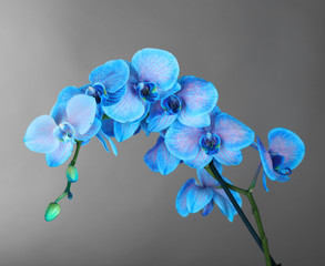 Beautiful blue orchid flower on grey background