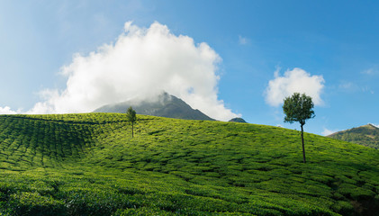Fototapeta na wymiar Green valleys of tea plantations in Munnar