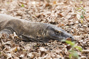 Komodo Dragon, the largest lizard in the world