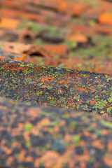 Fototapeta premium Old Tiles Roof Detail with lichens