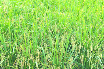 mature or ripe paddy at paddy field waiting to be harvested