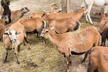 wild goat