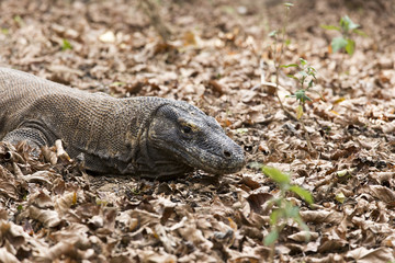 Komodo Dragon, the largest lizard in the world