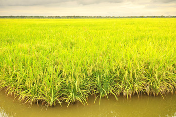 mature or ripe paddy at paddy field waiting to be harvested