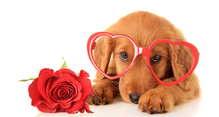 Valentine puppy - obrazy, fototapety, plakaty