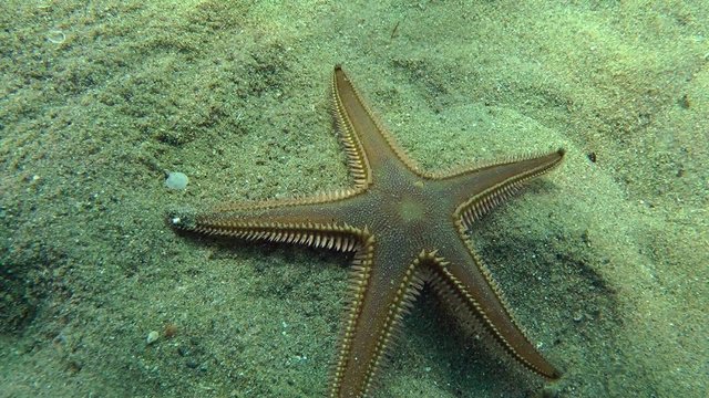 Slender sea star (Astropecten spinulosus) crawling along the bottom, medium shot.
