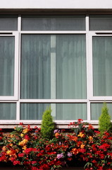 Modern window with colourful flowers