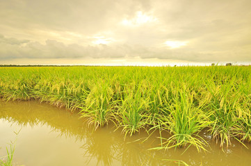 mature or ripe paddy at paddy field waiting to be harvested