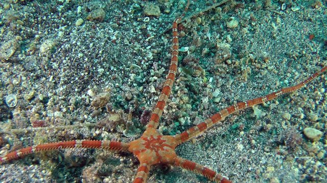 Smooth Brittle Star (Ophioderma longicauda) crawling along the bottom, medium shot.
