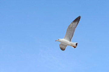 flying seagull bird