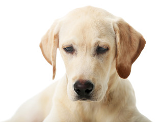 Beautiful Labrador retriever isolated on white background
