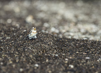 Snow Bunting foraging in wrack zone