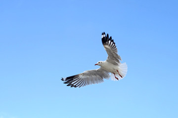 flying seagull bird
