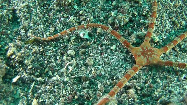 Smooth Brittle Star (Ophioderma longicauda) crawling along the bottom, medium shot.
