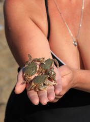 Yellow stone crabs Eriphia verrucosa in hand of a woman